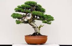 Tanaman Bonsai